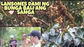 LANSONES DAMI NG BUNGA BALI ANG SANGA | JOMACS TV