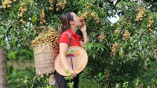 Harvesting Macadamia Fruit Goes market sell - Gardening - Daily life - Lý Thị Ba