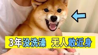 這只柴犬脾氣火爆，3年沒洗澡，無人敢近身，主人求助訓犬師！Shiba Inu has a hot temper, ask the dog trainer for help