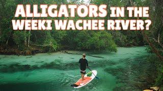 Are there Alligators in the Weeki Wachee River?