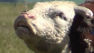 Big Hereford bull courting and mating cows