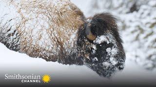 Yellowstone Bison Are Built for Winter Survival ️ Epic Yellowstone | Smithsonian Channel