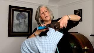 How to use the emmi-pet ultrasonic toothbrush - a pet expert demonstrates