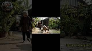 Capybara gánh nước phụ bà  #capybara #haihuoc #funny
