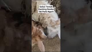 Akhirnya ketemu Juga Solusi Ternak Kambing Domba Tanpa Ngarit, yaitu dengan Pakan Kering bernutrisi