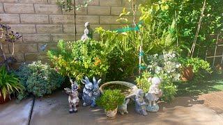 Connect With Nature/ Ecotherapy Relaxing Wednesday / Birds And City Sounds / Mademax solar Fountain