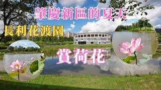 肇慶新區的夏天唔一樣！長利花渡公園賞荷花！大灣區宜居城市