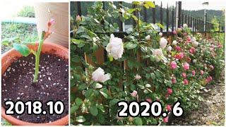 Introduction of plants that can be cut well/ How To Grow Rose, hydrogena From Cutting