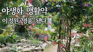 산림청선정 '최고의정원상'받은 정원사가 슥, 내민 그 꽃!/노지월동되는 야생화34종소개