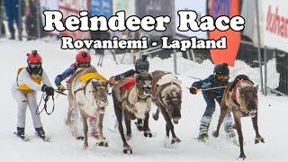 Porocup reindeer race in Rovaniemi Lapland Finland - Poroajot