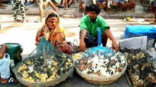 Chick and Duckling market  | chicken and duck CHICKS price | kolkata galiff street pet market