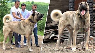 KARADENİZ'İN DEV TÜRK ASLANLARI YİNE ÇOK GERGİNLER !! EFSANE ANADOLU ÇOBAN KÖPEĞİ , KANGAL, KÖY EVİ