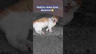 Доброго ранку,котики! #shorts #shortvideo  #cat #kitten #animals #котики #funnyvideo