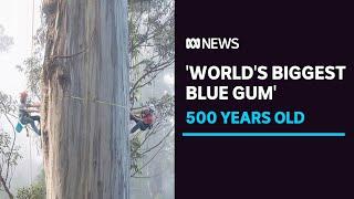 Portrait of a 500yo forest giant, 'the world's biggest blue gum' | ABC News