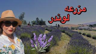 رفتم مزرعه زیبای لوندر | نهایت آرامش