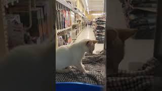 Video of adoptable pet named Topaz