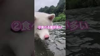 秋田犬を飼ってみて大変だと思った事3選(初級編)【秋田犬】【akita puppy】