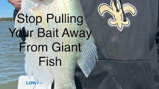 Garmin Livescope: Use Noise Rejection To Help You From Pulling Your Bait Away From Crappie