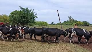 Giroholando de la Cabaña Los Luises srl  del Cdor. Alfredo Trionfini.