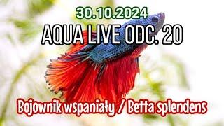 AQUA LIVE ODC. 20 | Bojownik wspaniały / Betta splendens | 30.10.24 |  #aquascapingtv