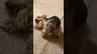 Yorkie Only Wiggles or Only Paws #yorkshireterrier #wiggle #dogreels #socute #aww #onlypaws #doggo