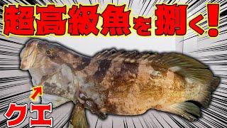 時価〇〇万円の超高級魚クエを普段やらない食べ方で食す！！