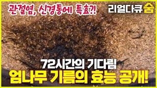 관절염, 신경통에 특효?! 72시간의 기다림, 엄나무 기름의 효능 대공개! | 리얼다큐 숨