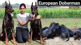 European Doberman तबीयत खुश कर देगा | Doberman Puppies | European Doberman in India