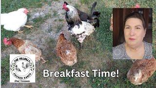 BREAKFAST TIME AT THE HILLBILLY CHICKEN RANCH #asmr  #chickensounds #turkeysounds