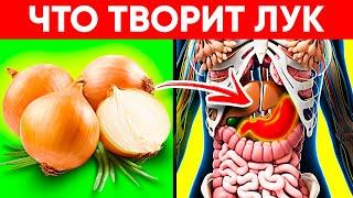 Врачи Уминают За Обе Щеки! Вот Что Творит Обычный Лук! Реальная Польза и Вред Репчатого Лука