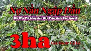 Bán Đất Đắk Nông Khó Tin: 3ha Đất Vườn Cafe Đắk Nông Giá 800 Triệu - Đã nhận cọc.