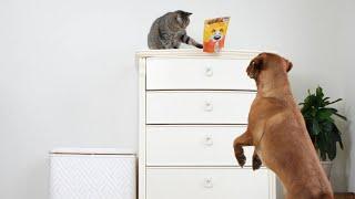 Dog and Cat Work Together to Steal Treats