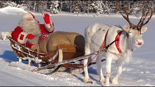 Animals of Santa Claus in Lapland  meet reindeer & husky dogs of Father Christmas