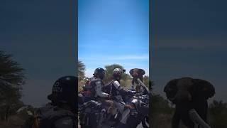 Riding through Botswana on our KTM 1190 was a dream come true! Roadside elephant safari! #travel
