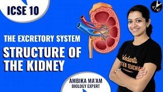 The Excretory System L1 | Structure of the Kidney | ICSE Class 10 Biology Science | Vedantu Class 10