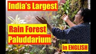 India's Largest Nature Paludarium | Indoor Jungle | Rainforest Experience | Mayur Dev aquascaper 4K