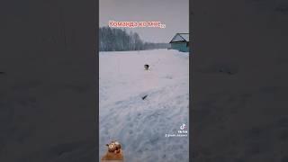 Обучение Аскорбинки 