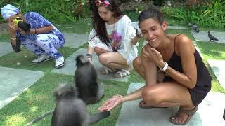 Cheeky, cute monkeys surprise tourists in Prachuap, Thailand