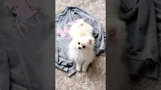 A cool dog who brings a refreshing ending to a situational drama