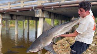 BULL SHARKS in FRESHWATER CANAL **INFESTED**