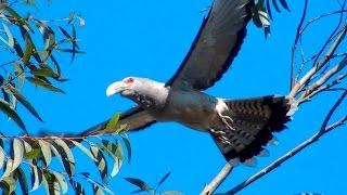 Channel-billed Cuckoo - Big bird, big voice