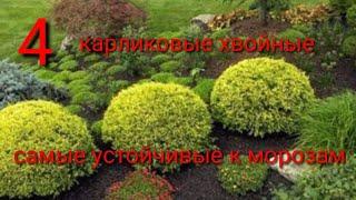 Какие хвойные ️ карликовые самые устойчивые к морозным️ зимам?️