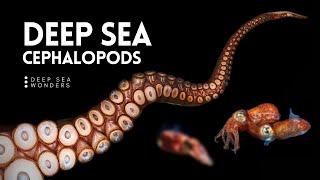 The Unique Biology of Cephalopods