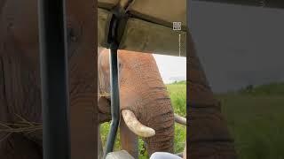 Curious Elephant Examines Safari Group
