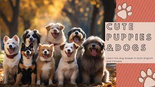 認識狗狗 | 20種狗狗品種中英文名稱 |  Let's learn 20 types of different dog breeds ‍ #dog