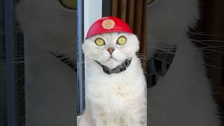 Sonya‘s rescue operation ️ #cats #cat
