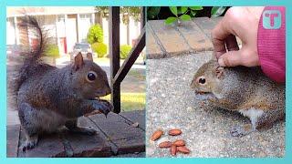 Man Has Years-Long Friendship With Neighborhood Squirrel