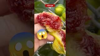 Fascinating Fig Wasp Life Cycle!