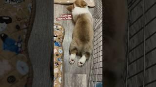 Беляш щенок корги свободен для продажи #корги #corgi #щенки #puppy #коргипемброк #pets #собака