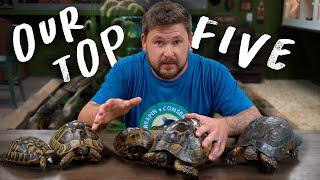 TOP 5 BEST TORTOISE SPECIES (Hardiest & Easiest)